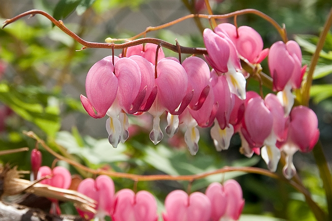 Dicentra spectabilis - Cuor di Maria